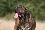 FILA BRASILEIRO 138